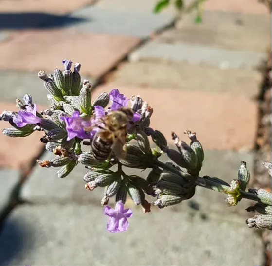 Kind hält einen Strauß Lavendel — Entspannung mit Bachblüten