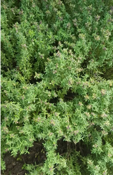 Frische Thymian-Zweige — ätherisches Öl in der Energiestube